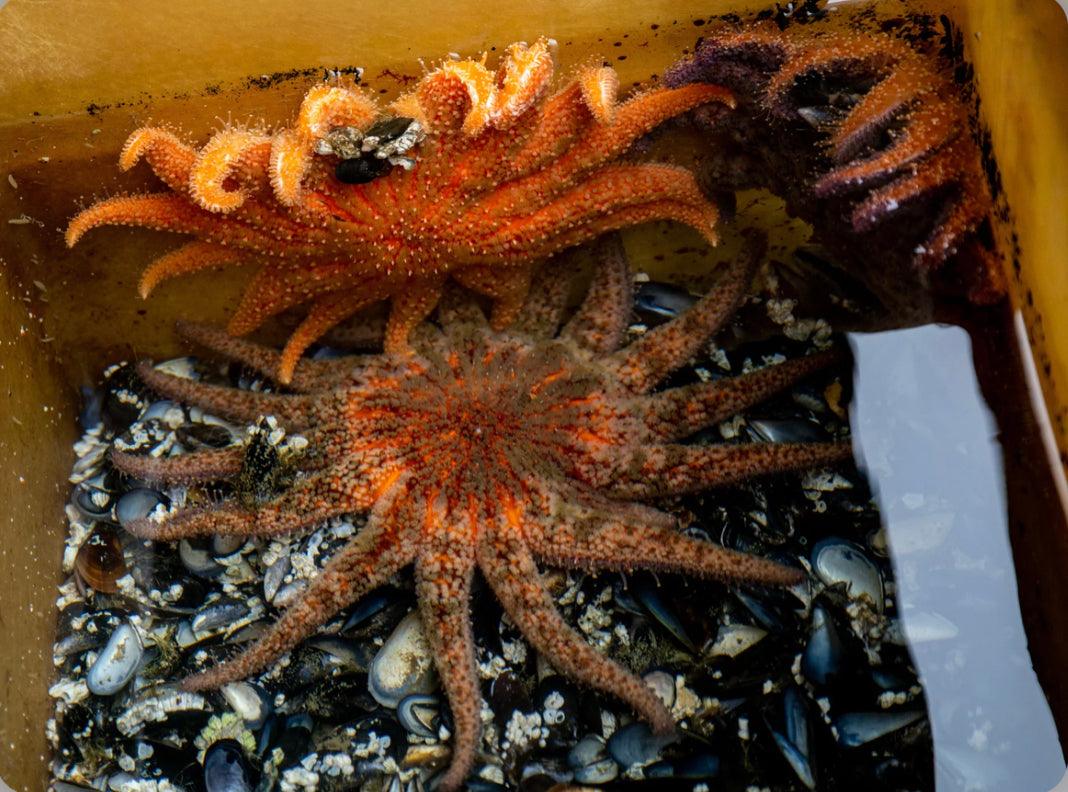 The Fight to Save Sunflower Sea Stars - Ninth & Pine