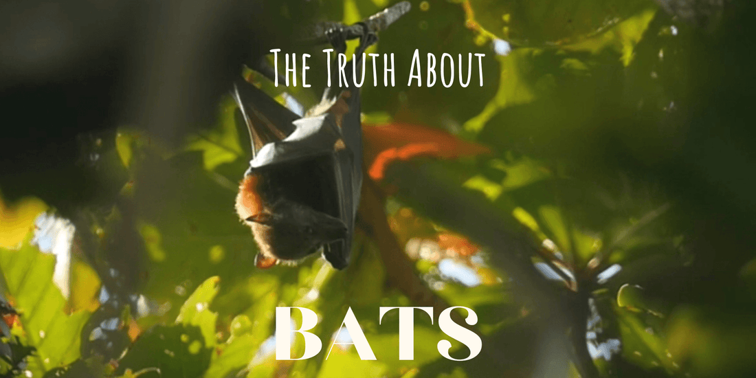 The Truth About Bats - Ninth & Pine